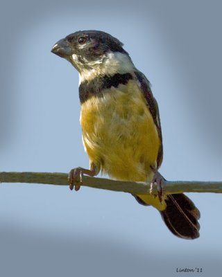 VARIABLE SEEDEATER (Sporophila corvina)  IMG_3675