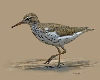 SPOTTED SANDPIPER (Actitis macularia) IMG_3790 72ppi.jpg