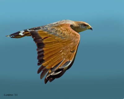 SAVANA HAWK (Buteogallus meridionalis)