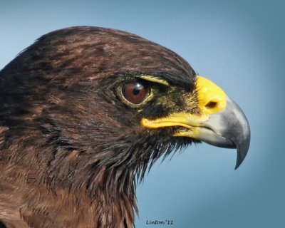 GALAPAGOS HAWK (Buteo jamaicensis)  746