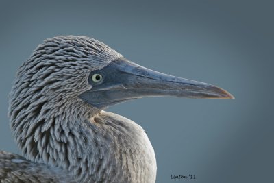 BLUE-FOOTED BOOBY (Sula nebouxii)  783