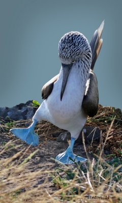BLUE-FOOTED BOOBY COURTSHOP DISPLAY 792