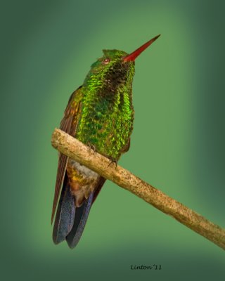 COPPER-RUMPED HUMMINGBIRD (Amazilia tobaci)  IMG_6840