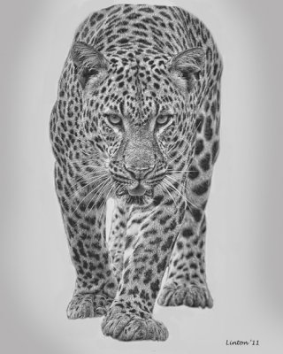 LEOPARD