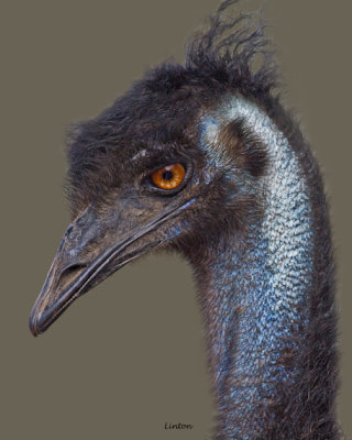 EMU (Dromaius novaehollandiae) IMG_9100