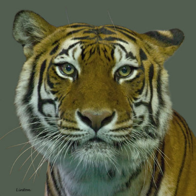 TIGER  IMG_9299