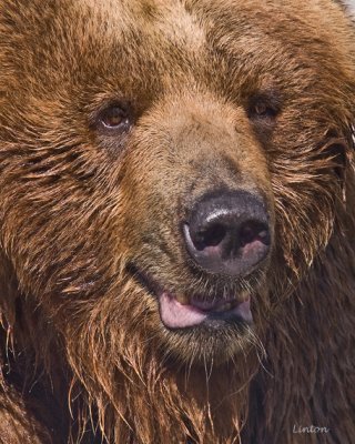 ALASKAN GRIZZLY (KODIAK) BEAR IMG_9168