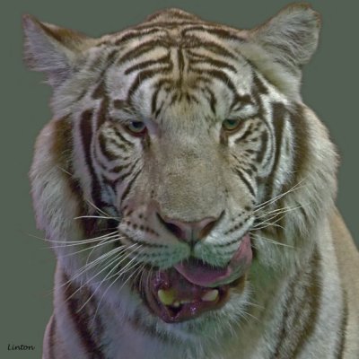 TIGER IMG_9276