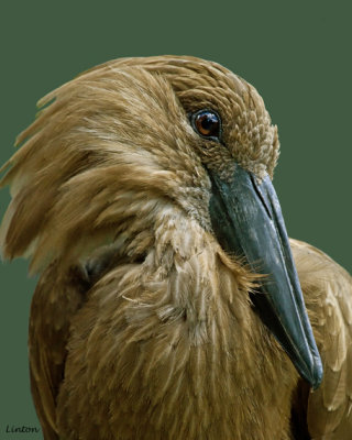 HAMMERKOP (Scopus umbretta)  IMG_0265 