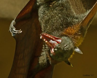 RODRIGUES FRUIT BAT (Pteroptis rodricensis)   IMG_0445 72ppi.jpg
