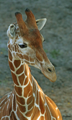 RETICULATED GIRAFFE  (Giraffa camelopardalis reticulata)  IMG_0805