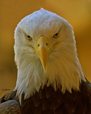 BALD EAGLE (Haliaeetus leucocephalus) IMG_0592