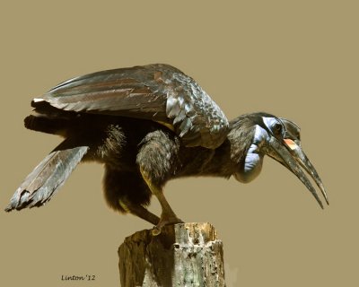  ABYSINIAN GROUND HORNBILL (Bucovus abyssinicus)   IMG_0685