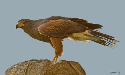  HARRIS HAWK (Parabuteo unicinctus)  IMG_0704