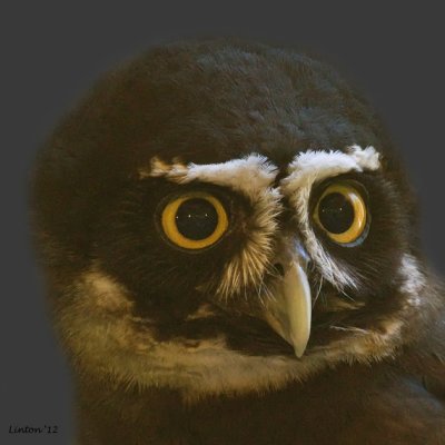SPECTACLED OWL (Pulsatrix perspicillata)  IMG_0596