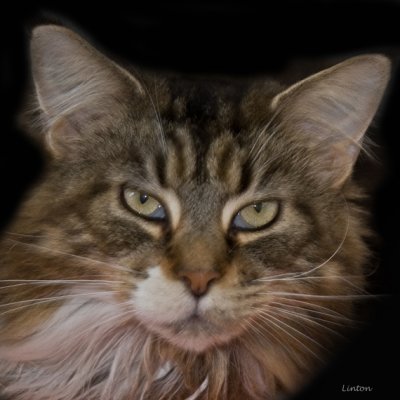 MAINE COON CAT  IMG_1428