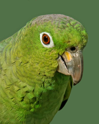 MEALY AMAZON PARROT  IMG_1522