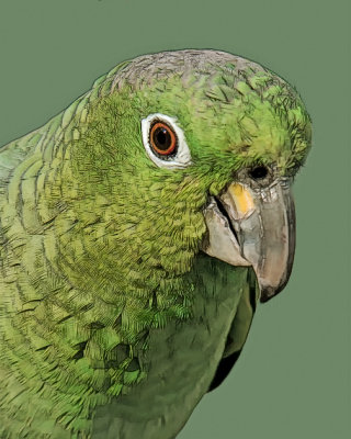 MEALY AMAZON PARROT DIGITAL ART SKETCH  IMG_1522