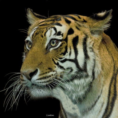 TIGER IMG_9302