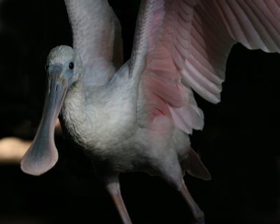 SPOONBILL