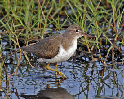SPOTTED  SANDPIPER  (Actitis macularia) Winter plumage