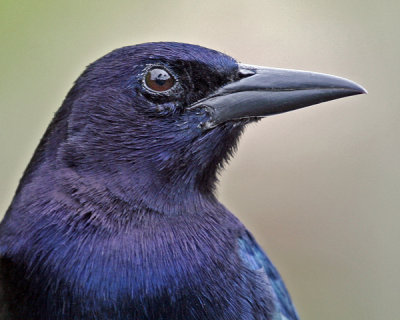 MALE BOAT-TAILED GRACKLE (Quiscalus major)