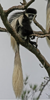 AFRICAN COLOBUS MONKEY (Colobus guereza caudata)