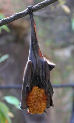 MALAYAN FLYING FOX  BAT (Pteropus vampyrus)