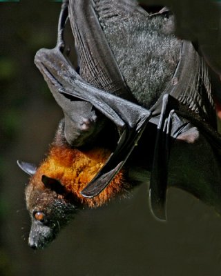 MALAYAN FLYING FOX BAT (Pteropus vampyrus)