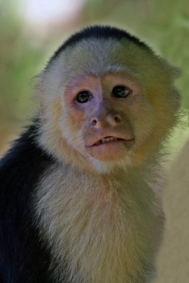 WHITE-FACED CAPUCHIN  (Cebus capuchinus)  IMG_0454