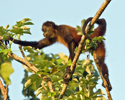 CENTRAL AMERICAN SPIDER MONKEY  IMG_0191