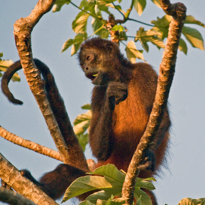 CENTRAL AMERICAN SPIDER MONKEY  IMG_0204