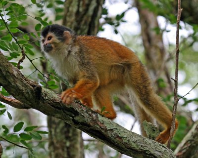 RED-BACKED SQUIRREL MONKEY  IMG-1637