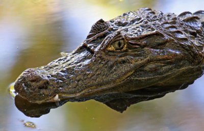 AMERICAN CROCODILE  (Crocodylus acutus)   IMG-467