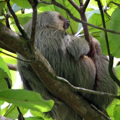 BROWN-THROATED THREE-TOED SLOTH  (Choloepus hoffmanni)