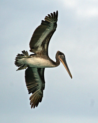 BROWN PELICAN  (Pelicanus occidentalis)   IMG_340