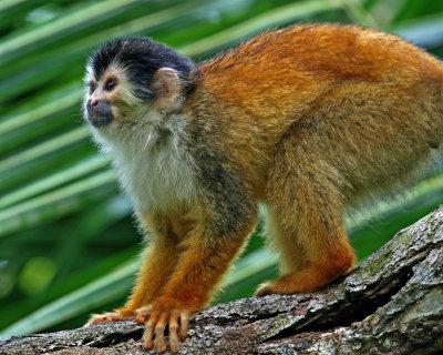 RED-BACKED SQUIRREL MONKEY   IMG_1635