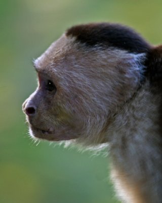 WHITE-FACED CAPUCHIN  (Cebus capuchinus)  IMG_0187