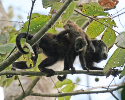 MALE MANTLED HOWLER MONKEY  AND YOUNG  IMG_0067