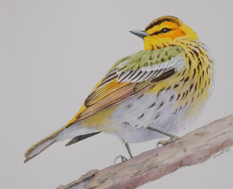 Cape May Warbler