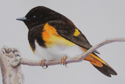 American Redstart