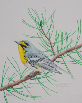 Grace's Warbler