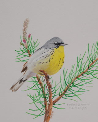 Kirtland's Warbler