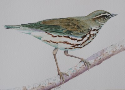 Northern Waterthrush