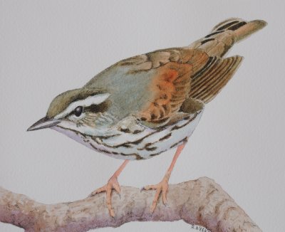 Louisiana Waterthrush