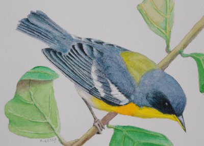 Tropical Parula