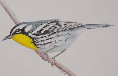 Yellow-throated Warbler