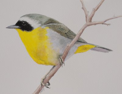 Common Yellowthroat