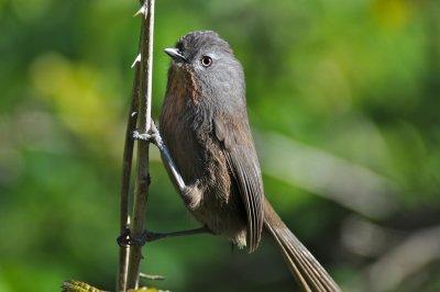 Wrentit