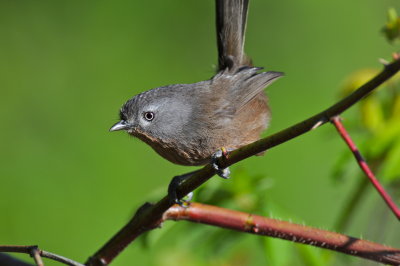 Oregon Birds